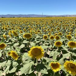 County of Yolo - 06.13.21 happy sunflowers