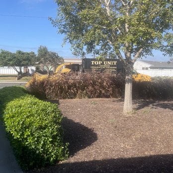 Top Unit Tree Service - Before Photo - Fox Tails and Hedge - Tree Services Near Me - Norwalk, California