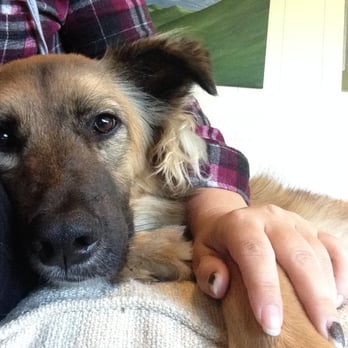 PAWSitive Pet Sitting - Pet Sitting Near Me