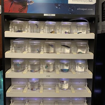 Pet Bazaar - Bettas - Pet Stores Near Me - Casselberry, Florida