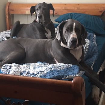 Homestead Animal Clinic - My girls Vita (front) and her mama Dixie!!! Nothing but love and no room for me - Veterinarians Near Me - Mesa, Arizona Homestead Animal Clinic - My girls Vita (front) and her mama Dixie!!! Nothing but love and no room for me - Veterinarians Near Me - Mesa, Arizona