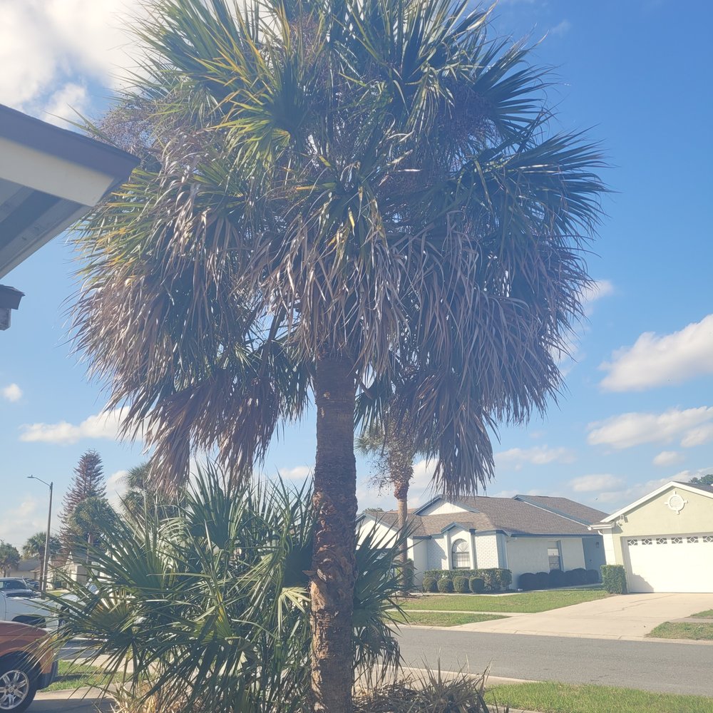 Purple Hippo Tree and Landscape Services - Before - Tree Services Near Me - Ocoee, Florida Purple Hippo Tree and Landscape Services - Before - Tree Services Near Me - Ocoee, Florida