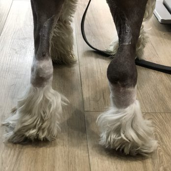 Veterinary Surgical Specialists - Still healing but standing. Swelling is normal - Veterinarians Near Me - Tustin, California