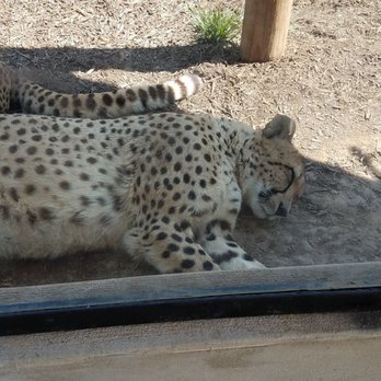 Nova Wild - Petting Zoos Near Me - Vienna, Virginia