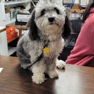 Photo of Centre Court Tennis Club - Riverside, RI, United States. Centre Court Puppy
