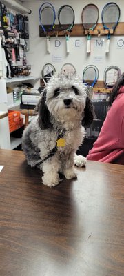 Photo of Centre Court Tennis Club - Riverside, RI, US. Centre Court Puppy