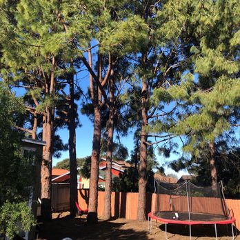 Greenvale Tree Company - Trees that were trimmed... - Tree Services Near Me