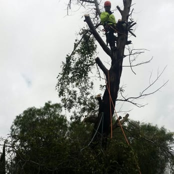 Maui Arbor Scape - Tree Removal - Tree Services Near Me