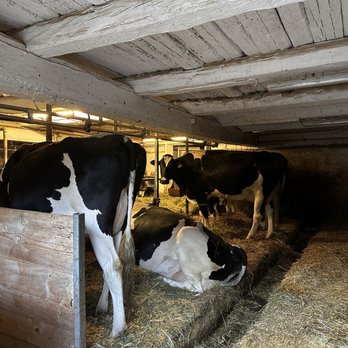 Maso Runch - Cows - Altoatesine Near Me - Badia, BZ