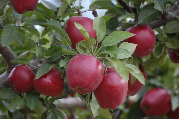 Apple Barrel Orchards by null