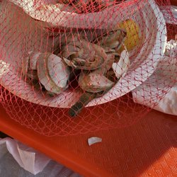 Broken steamer clams