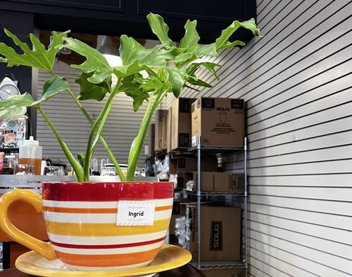 Chapters Books and Coffee by null