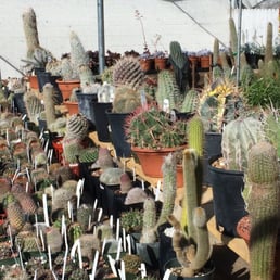 Cacti selection Cacti selection