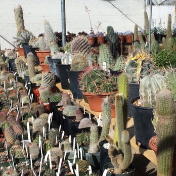 Desert Creations Nursery - Cacti selection - Gift Shops Near Me - Northridge, California Desert Creations Nursery - Cacti selection - Gift Shops Near Me - Northridge, California