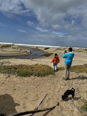 Monarch Butterfly Grove by null