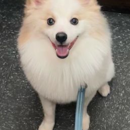 Miso's haircut