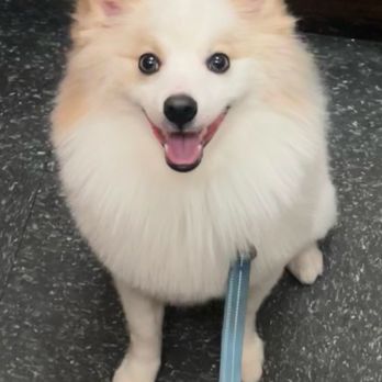 Bobby & Paws Pet Studio - Miso's haircut - Pet Groomers Near Me - Queens, New York