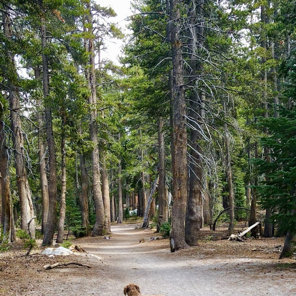 Horseshoe Lake - Easy peasy path. - Lakes Near Me - Mammoth Lakes, California Horseshoe Lake - Easy peasy path. - Lakes Near Me - Mammoth Lakes, California