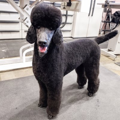 Dog Hair Cuts & Trims - get a trim or a cut Dog Hair Cuts & Trims - get a trim or a cut