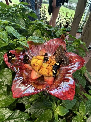 Audubon Insectarium by null