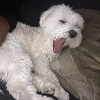 Dog Days & Cat Naps - Solo - Pet Sitting Near Me Dog Days & Cat Naps - Solo - Pet Sitting Near Me