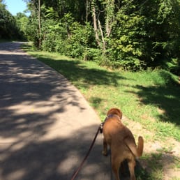 Walking the pup
