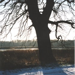 Elbwiesen