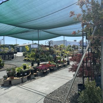 Evergreen Nursery - Nurseries & Gardening Near Me - San Leandro, California Evergreen Nursery - Nurseries & Gardening Near Me - San Leandro, California