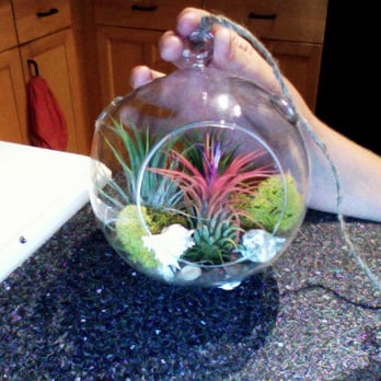 Ideal Orchids - Sorry for the bad lighting and composition of this photo, but the terrarium is absolutely beautiful :) I love it! - Florists Near Me - Pompano Beach, Florida