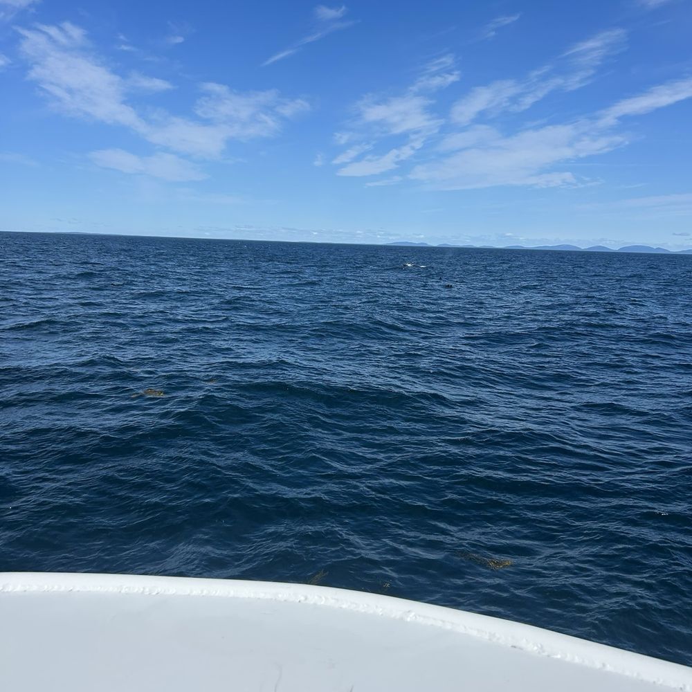 Humpback fluke in the open ocean