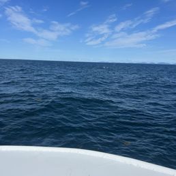 Humpback fluke in the open ocean