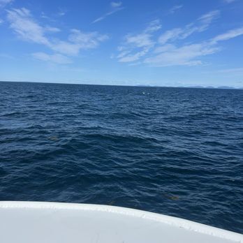 Bar Harbor Whale Watch - Humpback fluke in the open ocean - Whale Watching Tours Near Me - Bar Harbor, Maine