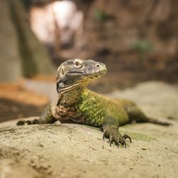 Komodo dragon.