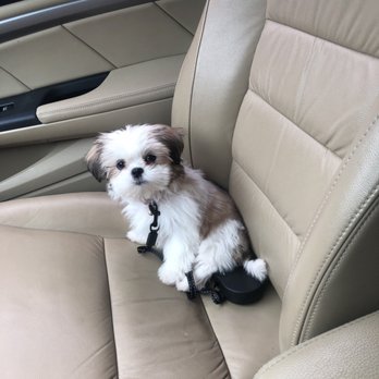 Puppy Boutique - Pet Stores Near Me - Brooklyn, New York Puppy Boutique - Pet Stores Near Me - Brooklyn, New York