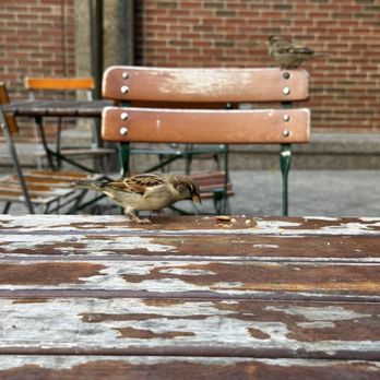 Tatte Bakery & Cafe | Boston Catering - This bird joined us for crumbs. - Bakeries Near Me - Boston, Massachusetts Tatte Bakery & Cafe | Boston Catering - This bird joined us for crumbs. - Bakeries Near Me - Boston, Massachusetts
