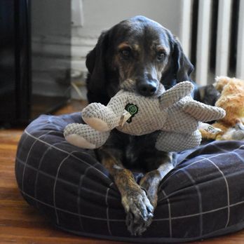 Heart in Home Veterinarian - Veterinarians Near Me Heart in Home Veterinarian - Veterinarians Near Me