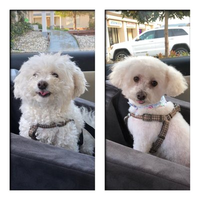 fur pal grooming spa