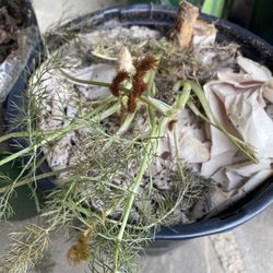 Wilson Bros Nursery - Fennel