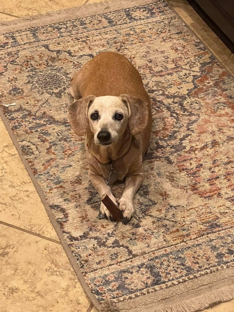 MONTE VISTA PET LODGE Updated October 2024 24 Photos & 33 Reviews