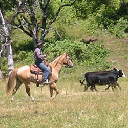 Reese Creek Ranch - Horse Training - Cow Clinics