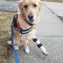 Chicagoland Animal Orthotics and Prosthetics