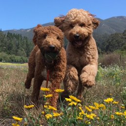 Charley on the right running at the ranch with another doodle from the pack Charley on the right running at the ranch with another doodle from the pack