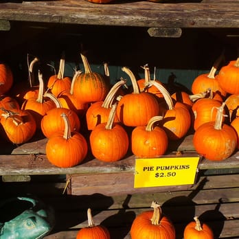 Kredl's - Pie Pumpkins - Organic Stores Near Me - Hampton, New Brunswick
