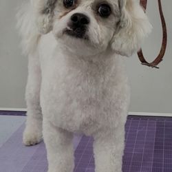 Silky Pet Spa
