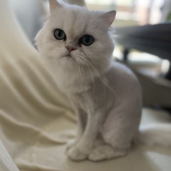 Nikki's Pet Spa - Looking fabulous! - Pet Groomers Near Me - Norco, California Nikki's Pet Spa - Looking fabulous! - Pet Groomers Near Me - Norco, California