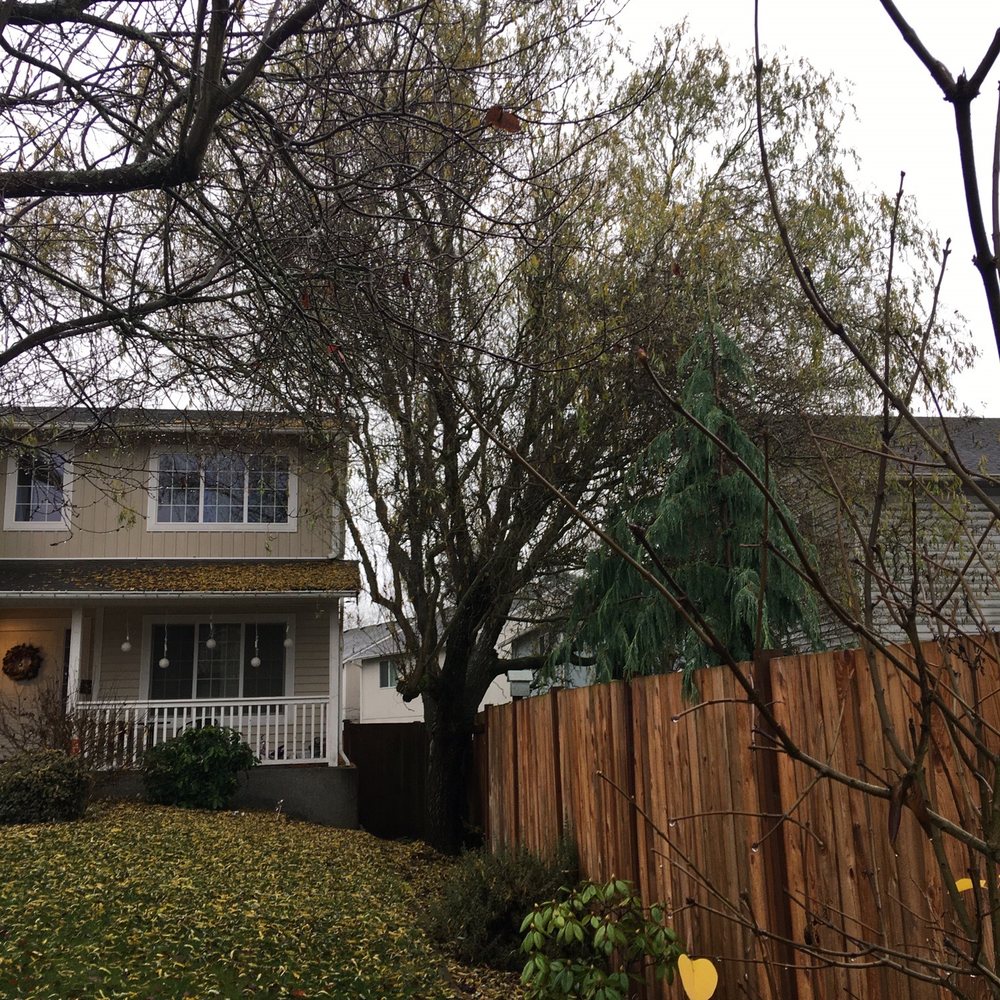 P'n'D Logging and Tree Service - Tree Services Near Me - Maple Valley, Washington P'n'D Logging and Tree Service - Tree Services Near Me - Maple Valley, Washington