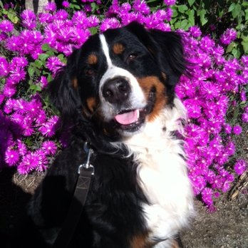 Dirty Dogs - Gypsy - Pet Groomers Near Me - Solana Beach, California
