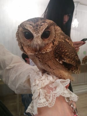 Owl Cafe Tokyo by null