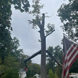 Stump Shredders Tree Service - Ash tree removal