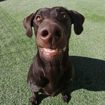 K-9 Corral - Pet Sitting Near Me - Casper, Wyoming K-9 Corral - Pet Sitting Near Me - Casper, Wyoming